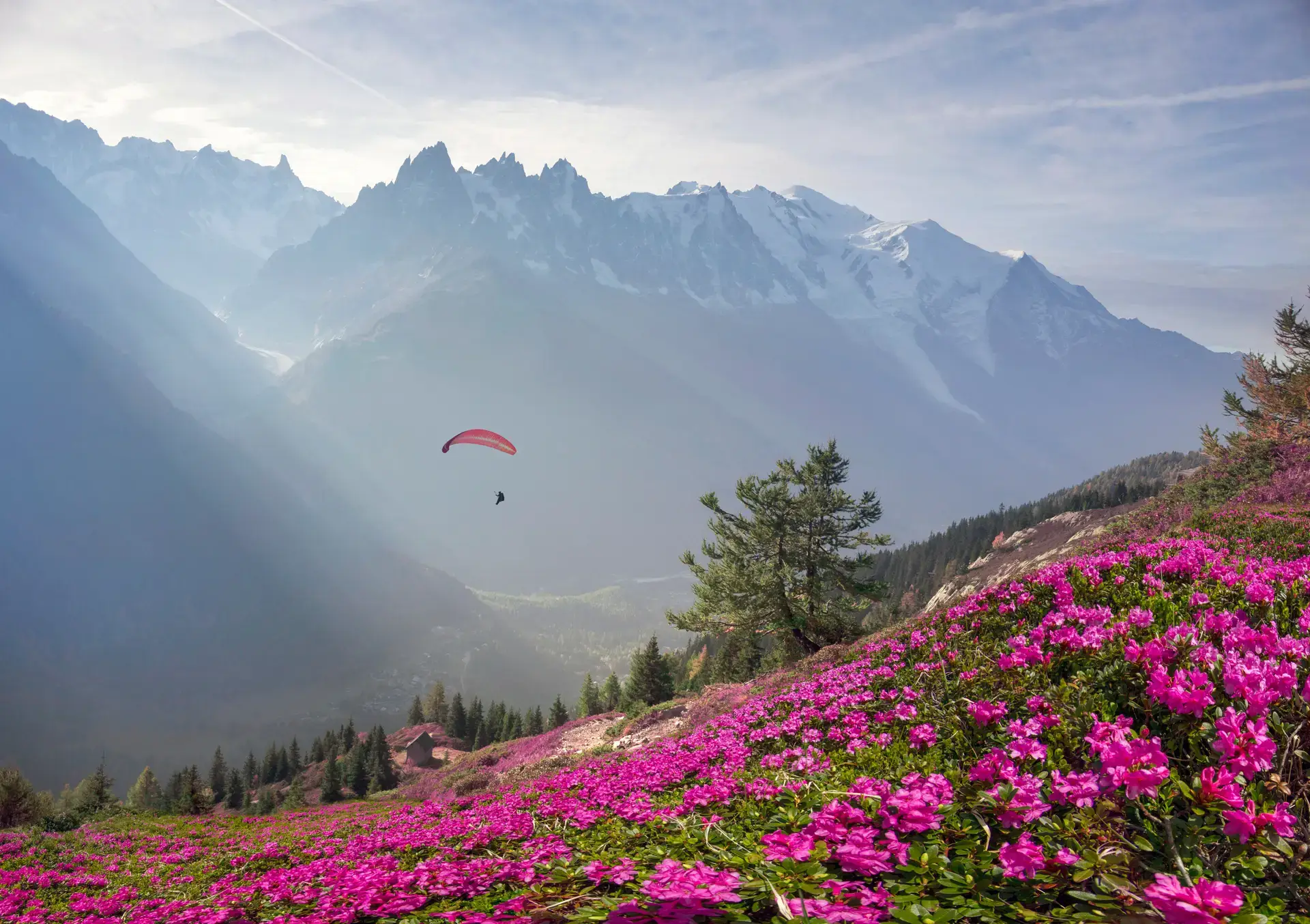 A paraglider above a mountain valley, with wildflowers and snow-covered peaks